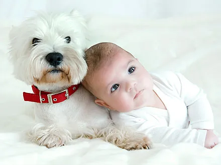 Living With Pets Keeping Your Baby Safe